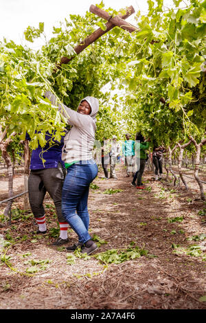 I lavoratori agricoli abbattimento e il prelievo di uve in un grande vigneto in Sud Africa Foto Stock