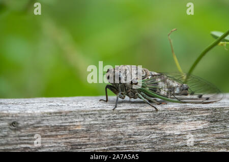 Northern Cane giorno cicala in estate Foto Stock