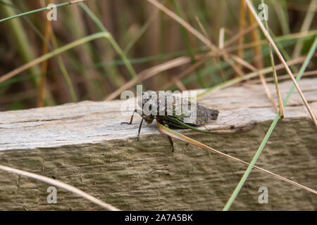 Northern Cane giorno cicala in estate Foto Stock