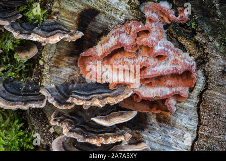 Tremore Merulius / jelly rot (Phlebia tremellosa / Merulius tremellosus) e la Turchia coda / molte zone polypore (Trametes versicolor) sul ceppo di albero Foto Stock
