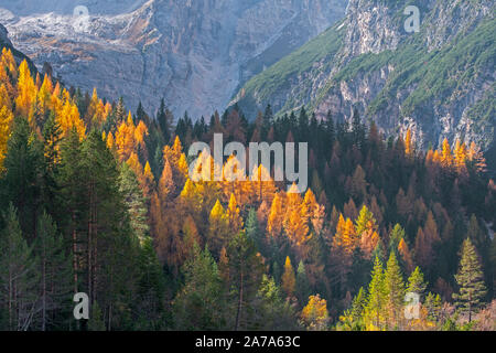 Europeo di alberi di larice (Larix decidua) e abeti rossi nel bosco di conifere sul versante della montagna che mostra i colori autunnali in autunno Foto Stock