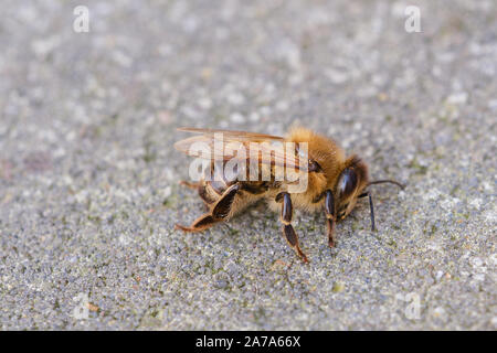 Macro foto a colori di un ape morto sul terreno Foto Stock
