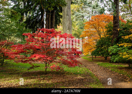 Harcourt Arboretum (Università di Oxford nel Regno Unito. Foto Stock