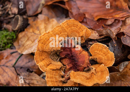 Orange Polypore crescente sul log in inverno Foto Stock