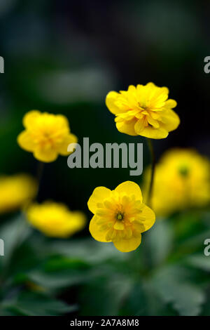 Anemone ranunculoides linda,giallo,double,anemoni,fiori,fiore,fiorito legno,,woodland,all'ombra,ombroso ombreggiate,impianto,RM floral Foto Stock