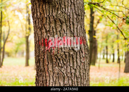 Indicazioni sugli alberi verniciato vernice rossa. Segno di vernice rossa sulla corteccia di un albero malato. Foto Stock