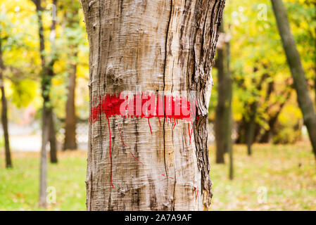 Indicazioni sugli alberi verniciato vernice rossa. Segno di vernice rossa sulla corteccia di un albero malato. Foto Stock