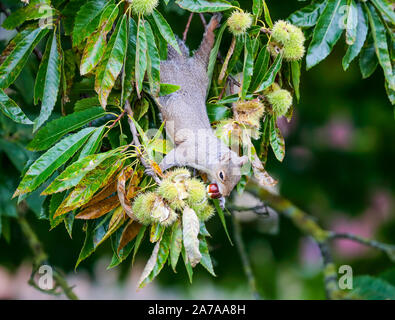 Scoiattolo grigio (Sciurus carolinensis) Foto Stock