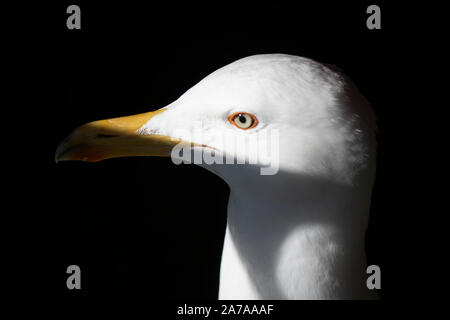 Malinconici Seagull guardare sul colpo di testa con DOF poco profondo Foto Stock