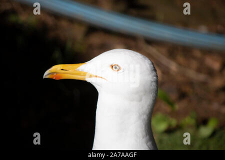 Malinconici Seagull guardare sul colpo di testa con DOF poco profondo Foto Stock