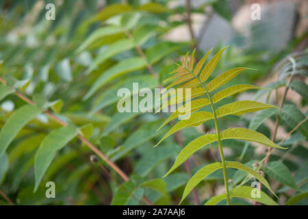 Chiudere tralcio di foglie e rami di Sorbaria sorbifolia. Foto Stock