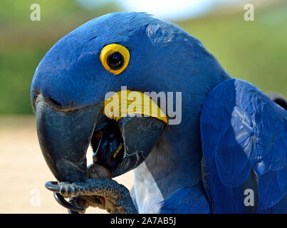 Giacinto Macaw pappagallo al Tropical Birdland, Lindridge Lane, Desford, Leicestershire, Regno Unito Foto Stock