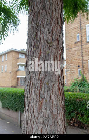 Shaggy corteccia di un Kentucky Coffeetree (Gymnocladus dioicus), street tree, Clapton, London E5 Foto Stock