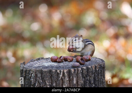 Scoiattolo striado orientale in autunno trovare ghiande da riporre per l'inverno Foto Stock