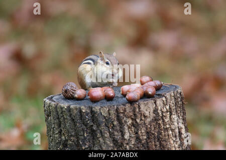 Scoiattolo striado orientale in autunno trovare ghiande da riporre per l'inverno Foto Stock