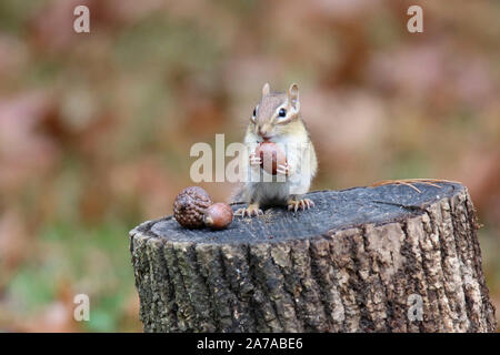 Scoiattolo striado orientale in autunno trovare ghiande da riporre per l'inverno Foto Stock