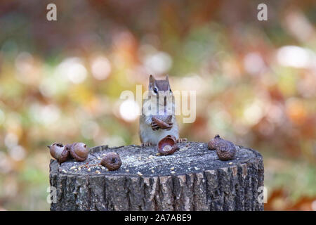 Scoiattolo striado orientale in autunno trovare ghiande da riporre per l'inverno Foto Stock