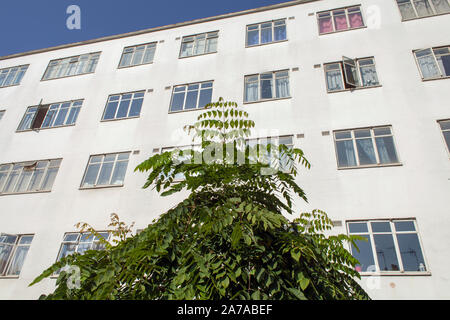 Kentucky Coffeetree (Gymnocladus dioicus), struttura urbana, Londra Foto Stock