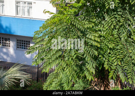 Kentucky Coffeetree (Gymnocladus dioicus), struttura urbana, Londra Foto Stock