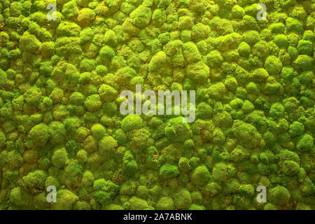 Vista superiore del verde foresta di pioggia o moss da sopra Foto Stock
