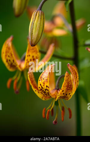 Il Lilium Martagon Megan, giglio, lillies, giallo arancio, fiori, fiori ,perenne, estate ,ombra, ombreggiato, Turks cap ,RM Floral Foto Stock