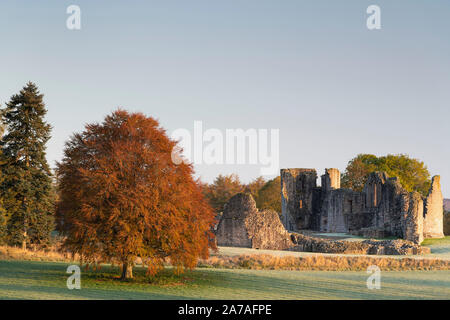 Un albero di faggio (Fagus Sylvatica) in un campo in autunno Foliage si trova accanto alle rovine del castello di Kildrummy nella campagna dell'Aberdeenshire Foto Stock