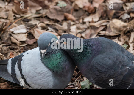 Piccioni comuni becchettare in inverno Foto Stock