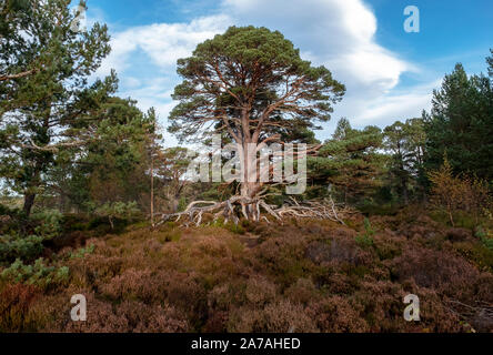 Gli scozzesi Pino (Pinus sylvestris) su heather moorland nel Parco Nazionale di Cairngorms, Badenoch e Strathspey, Scotland, Regno Unito Foto Stock