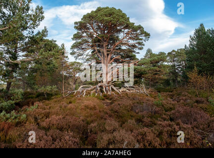 Pino scozzese (Pinus sylvestris) su brughiera di erica nel Cairngorms National Park, Badenoch e Strathspey, Scozia, Regno Unito Foto Stock