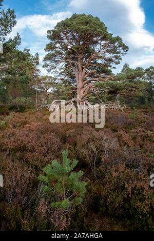 Gli scozzesi Pino (Pinus sylvestris) su heather moorland nel Parco Nazionale di Cairngorms, Badenoch e Strathspey, Scotland, Regno Unito Foto Stock