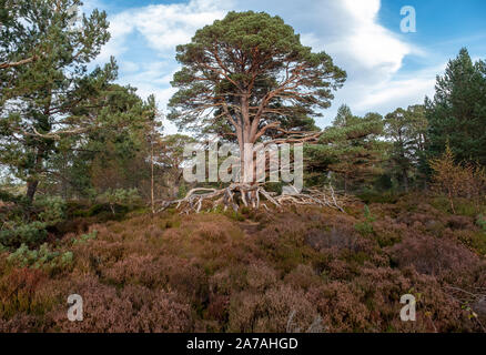 Gli scozzesi Pino (Pinus sylvestris) su heather moorland nel Parco Nazionale di Cairngorms, Badenoch e Strathspey, Scotland, Regno Unito Foto Stock