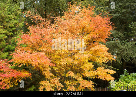 Un bellissimo Acer palmatum Senkaki mostrando il suo fogliame di autunno nel bagno Botanic Gardens Somerset England Regno Unito Foto Stock
