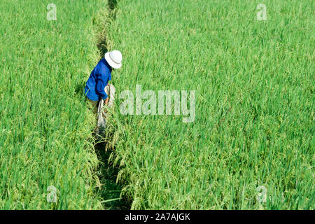 Vietnamien lavoratore nel settore del riso Foto Stock