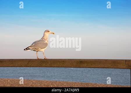 gabbiano poggiato su una recinzione Foto Stock