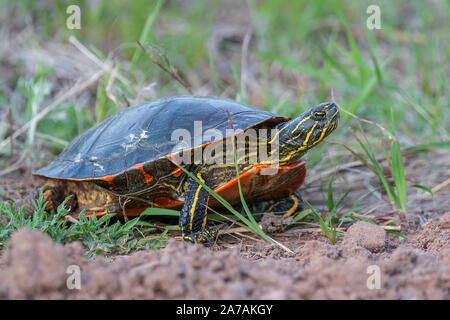 Dipinto di tartaruga (Chrysemys picta) deposizione delle uova, Nord America Orientale, da Dominique Braud/Dembinsky Foto Assoc Foto Stock