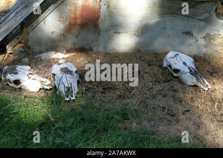 Teschi di animali in cantiere in Virginia campagna, STATI UNITI D'AMERICA Foto Stock