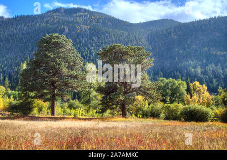 Due grandi Ponderosa Pine Trees spiccano nel fondo di fiume della Cache la Poudre River. Foto Stock
