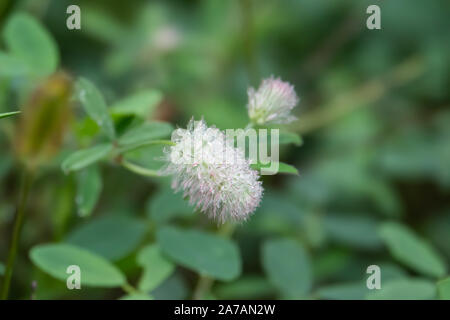 La pioggia sul trifoglio Rabbitfoot fiori in estate Foto Stock