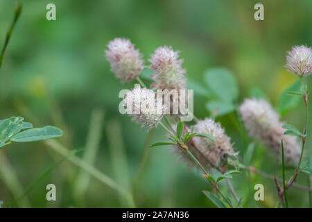 La pioggia sul trifoglio Rabbitfoot fiori in estate Foto Stock