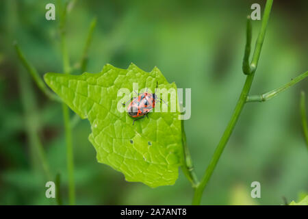 Cavolo rosso Bug su foglia di primavera Foto Stock