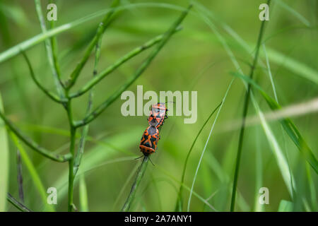 Cavolo rosso bug coniugata sulla foglia di primavera Foto Stock