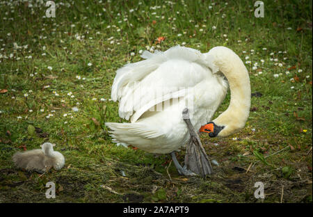 Relativo alle anatre ed alle oche, il cigno è un uccello bianco grande che nuota sull'acqua, alimentando sulla vita della pianta sotto la superficie così come i piccoli insetti ecc Foto Stock