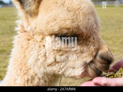 Primo piano della luce adorabili Bambi Baby (Cria) Alpaca essendo alimentato a mano Foto Stock