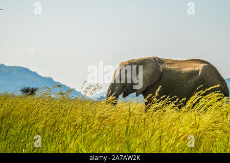 Un giovane isolato musth pascolo di elefante in erba alta in una riserva naturale in Africa Foto Stock