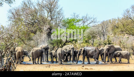 Grande allevamento di riproduttori e famiglia di elefanti nel parco nazionale di Kruger , Africa durante una calda giornata estiva Foto Stock