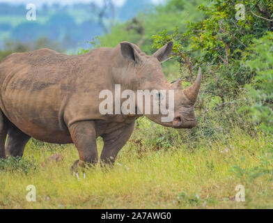 Ritratto di un simpatico maschio bull white rhino pascolare dolcemente in un naturereserve Foto Stock