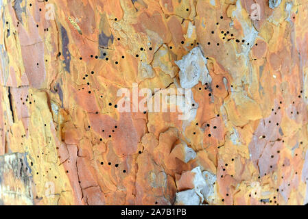 Texture di orange di corteccia di albero closeup. Un tronco di pino che è mangiato da termiti. Il concetto di lotta contro le termiti, prendersi cura della foresta. Foto Stock