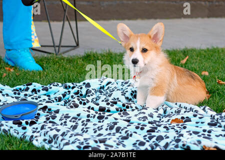 Welsh Corgi Cardigan cucciolo al guinzaglio giacente su una coperta, sull'erba verde. Welsh Corgi cane ai piedi del suo padrone.