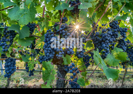 Il Pinot nero uva da vino in un vigneto vicino a Wiesloch,Germania. Il sole splende attraverso le foglie creazione di stella con molti picchi Foto Stock