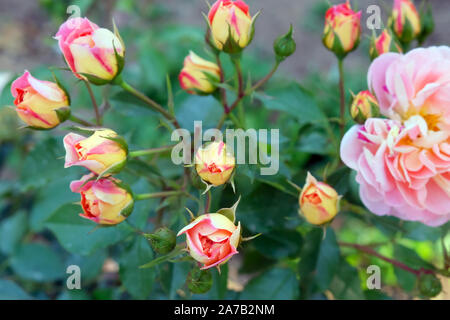 Rosebuds non aperto nel giardino. Bush rose rosa close-up, un sacco di germogli nel giardino botanico. Foto Stock